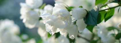 Ashore Amouage жасминовая пудра и нежность! Ознаменовав рождение новой эры в истории компании встречаем новинки