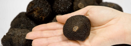 Une Rose Frederic Malle с каплей Кьянти - это волшебство