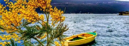 День когда мимоза торжествует! Love Mimosa Amouage - фантазия на тему акватики