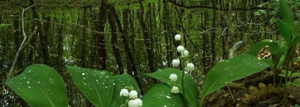 Алюминиевые альдегиды в Metallique Tom Ford