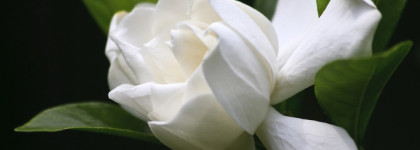 В предвкушении весны Gardénia Antigua Giorgio Armani