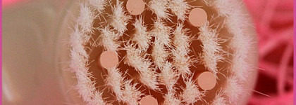 Очищение кожи с Shiseido