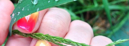 Сочный градиент с Bell Fashion colour №803 + Sally Hansen Hard as Nails Xtreme Wear №150 "Sun kissed" + Dance Legend №559