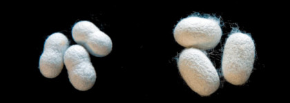 Sensai Supreme Illuminator хайлайтер