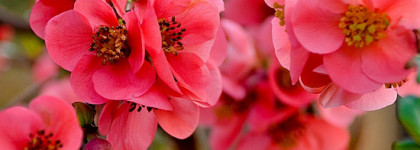 Роскошный Розовый - Dior Vernis 752 Opulent Pink