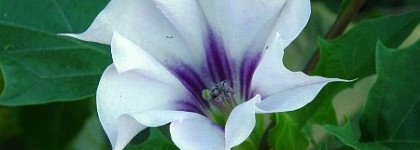 Дурман в ароматах