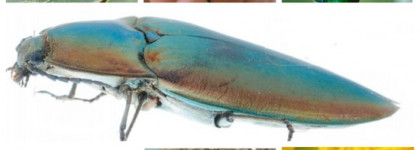 Спинки жуков в моей коллекции