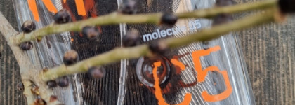 Ни намёка на сладкое: Molecule 05 EDT от Escentric Molecules