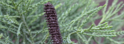 Лучшая коричневая тушь для ресниц - объёмная Relouis Mascarad Mascara