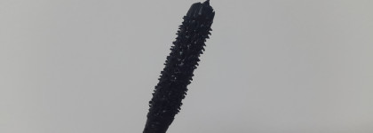 Тушь для ресниц Le Volume Revolution De Chanel, в оттенке Noir 10