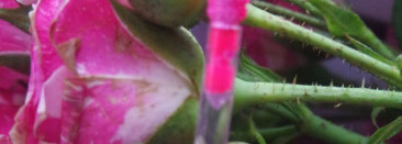 Помада Lime crime Diamond Crushers - Strip