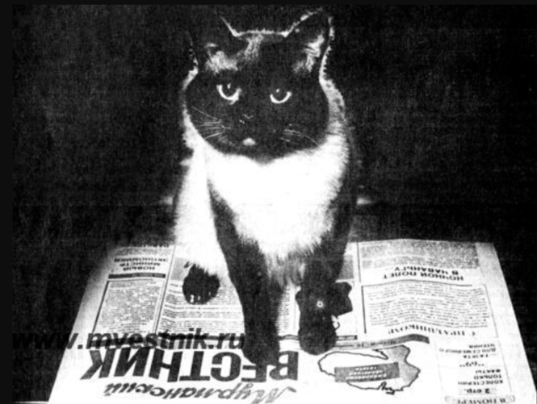 Фотография кота Семена в газете "Мурманский вестник"