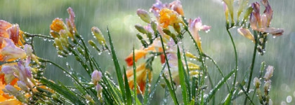 Летний сад после дождя Demeter Wet Garden