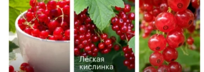 Свежий аромат красной смородины Biblioteka Aromatov Demeter Red Currant