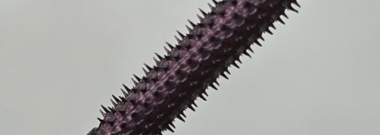 Благородный оттенок металлической сливы: Artdeco Amazing Effect Mascara в оттенке 4 aubergine