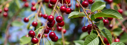 То, что нужно жарким летом: Essence Cherry Happy Body Mist