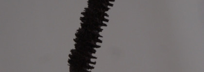 Dior DiorShow Extase Instant Oversize Volume Mascara #871 Prune Extase