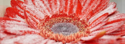 Зимний цветок. Аромат Flower by Kenzo Essentielle, Kenzo