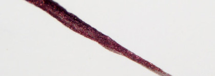 Цена имеет значение? Моя новая любовь Stellary waterproof eyeliner #02 Спелая слива