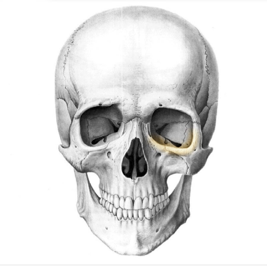 Мозговая лицевая часть черепа. Мозговой отдел черепа анатомия. Мозговой и лицевой череп. Лицевая часть черепа.