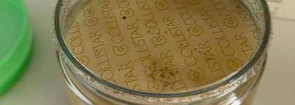 Как я полюбила скрабы с Collistar Talasso-Scrub Anti-Acqua