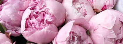 Jo Malone Peony & Blush Suede