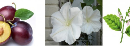 Звёздная пыль Stardust от Oriflame