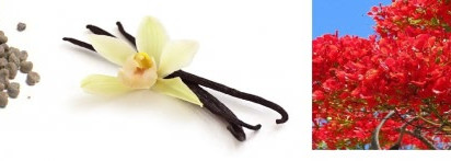 В гостях у амазонки. Чарующий Amazing Paradise от Oriflame