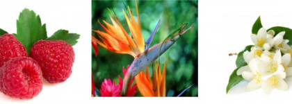 В гостях у амазонки. Чарующий Amazing Paradise от Oriflame