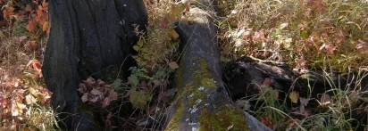 Любимый осенний аромат So Elixir Eau de Toilette Yves Rocher