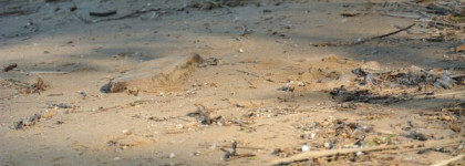 Дом солнца. Shiseido Zen edp