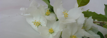 Carven Le Parfum — современная классика