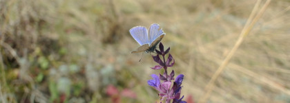 «Русская красавица» от Новой Зари