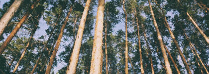 Fille en Aiguilles Serge Lutens