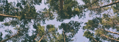 Fille en Aiguilles Serge Lutens