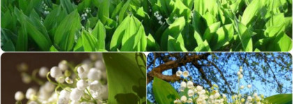 Детство. Весна. Ландыши.  Dior Les Creations de Monsieur Dior Diorissimo, edp