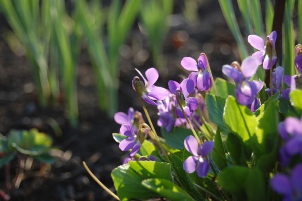 Голос весны. Au Pays de la Fleur d’Oranger, Violette Sacree, edp