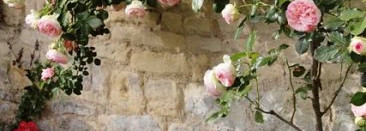 Acqua di Parma, Rosa Nobile, edp