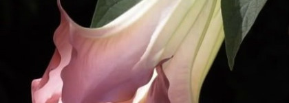 Serge Lutens, Datura Noir, edp