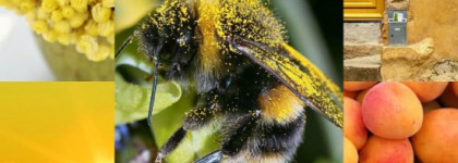 Serge Lutens, El Attarine, edp