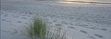 Diptyque, Philosykos, edр