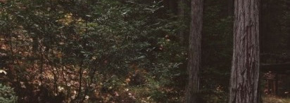 Лесная симфония. Atelier Cologne Vanille Insensee, cologne absolu