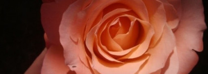 Ароматы с нотой розы. Любите ли вы?