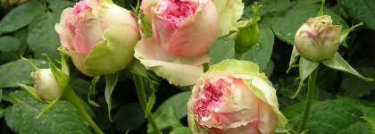 Ароматы с нотой розы. Любите ли вы?