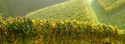 Botrytis Ginestet, edt - мое головокружение