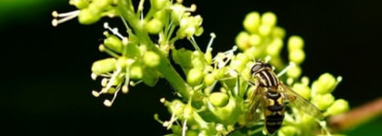 Botrytis Ginestet, edt - мое головокружение