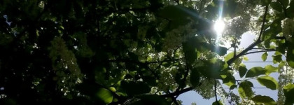 Чудо любви. Osang Talismans Collezione Preziosa, highly Concentrated Extrait de Parfum 30%