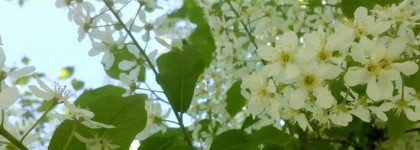 Чудо любви. Osang Talismans Collezione Preziosa, highly Concentrated Extrait de Parfum 30%