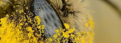 Такие разные ирисы