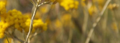 Ароматы грядущей осени